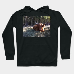 Scottish Highland Cattle Cow 2333 Hoodie